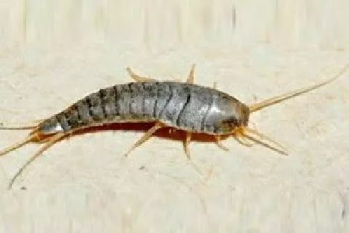 Pescaditos de Plata